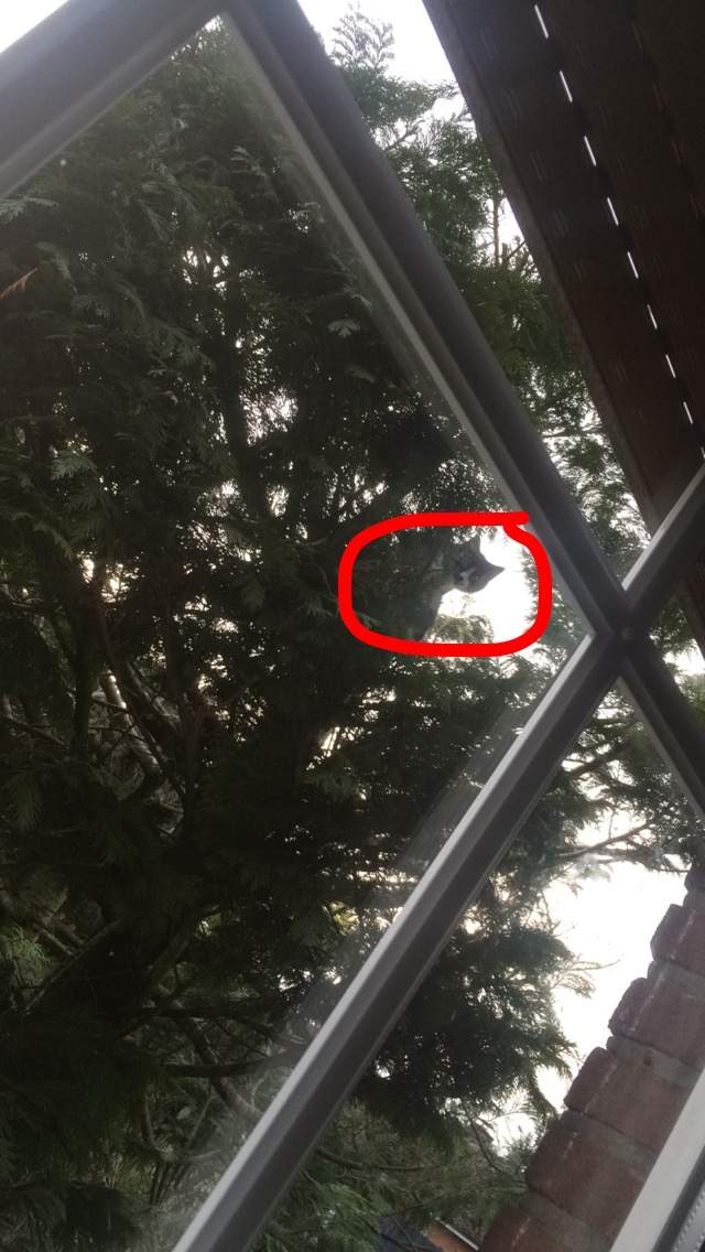 Die Frau meines Nachbarn guckt durch das Fenster